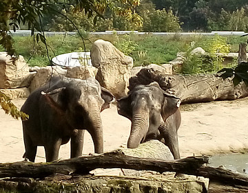 Výlet třídy 4. C do pražské ZOO